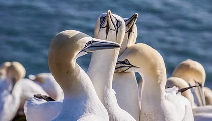 温岭最新的高价找中介取公积金违法吗方法分享(温岭中介取公积金怎么收费教程)