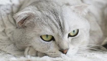 温岭最新的高价找中介取公积金违法吗方法分享(温岭中介取公积金怎么收费教程)